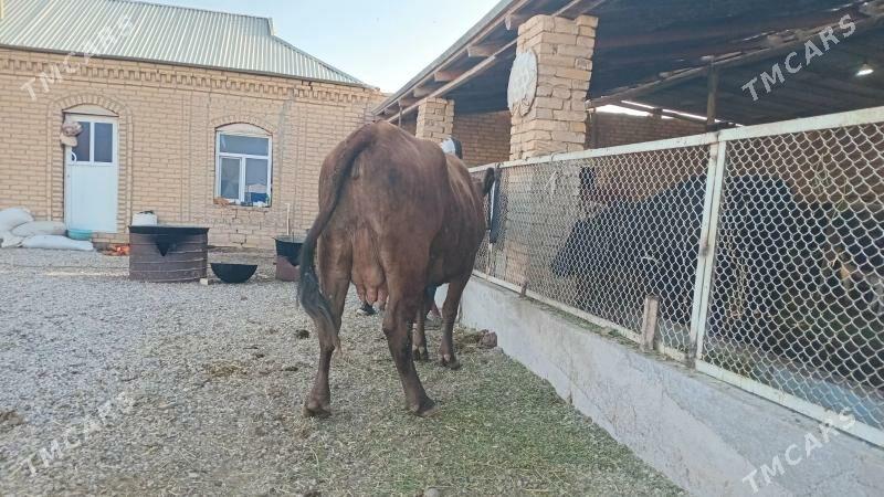 goleli sygyr - Murgap - img 3