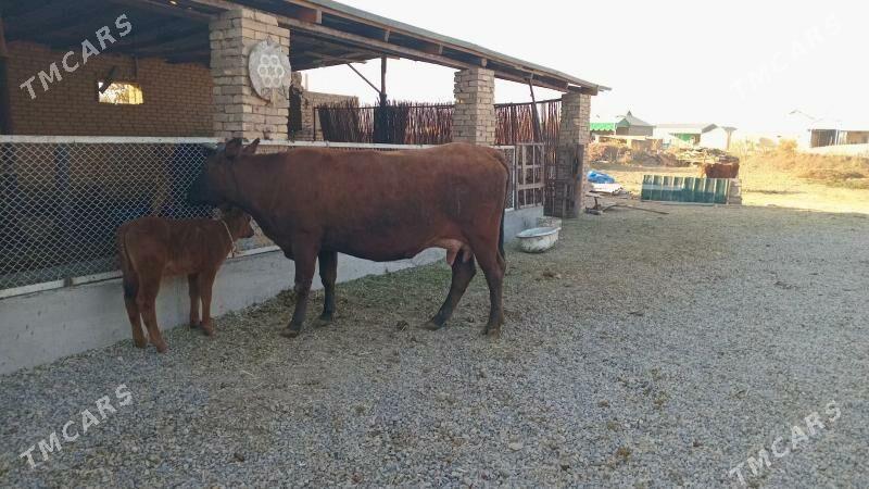 goleli sygyr - Murgap - img 2