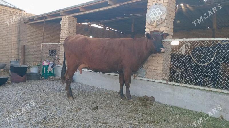 goleli sygyr - Murgap - img 6