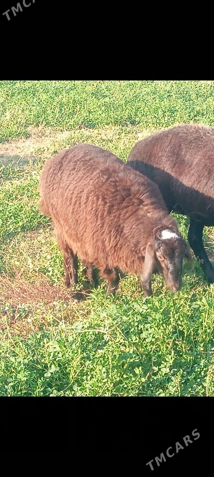 gisar tokly - Бузмеин - img 2