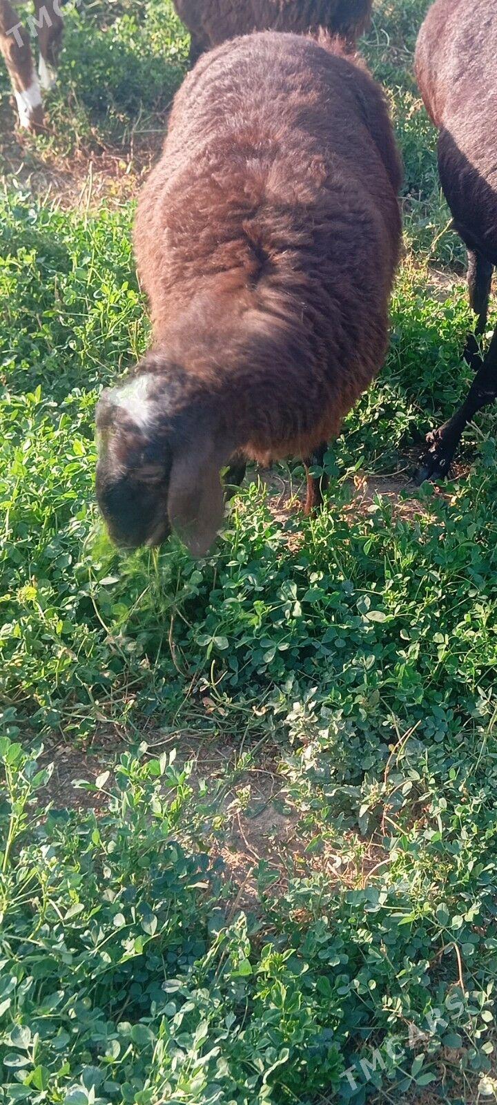 gisar tokly - Бузмеин - img 3