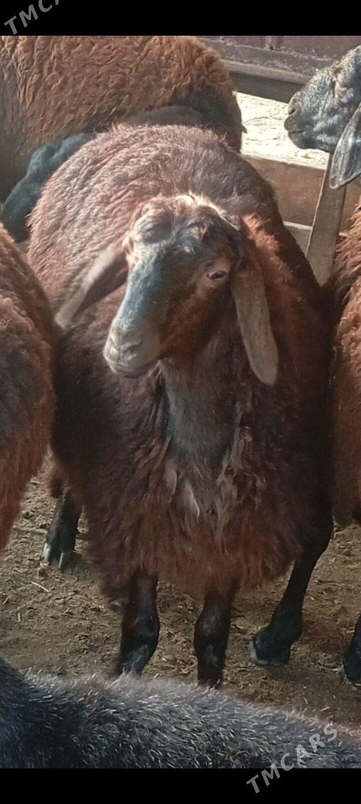 gisar tokly - Бузмеин - img 4