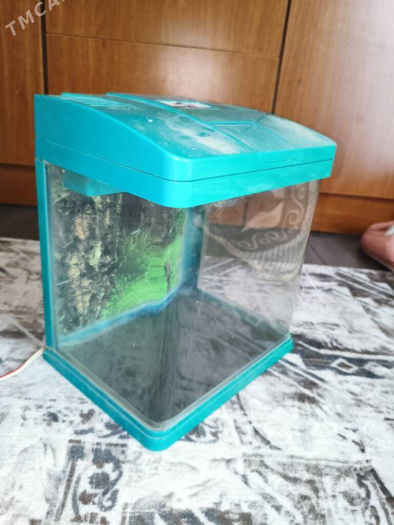 Аквариум - Balkanabat - img 3