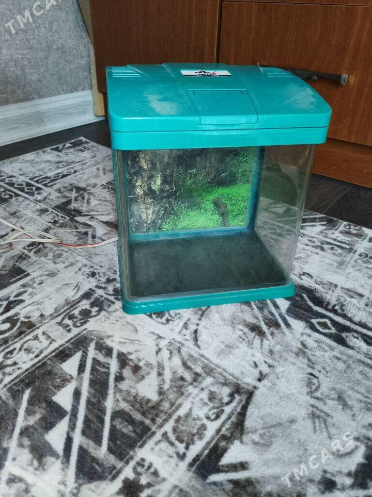 Аквариум - Balkanabat - img 2