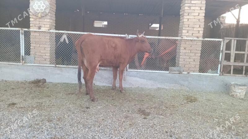 goleli sygyr - Murgap - img 4