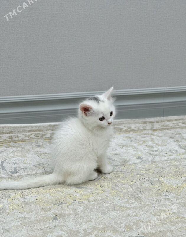 Котята в добрые руки - Aşgabat - img 6