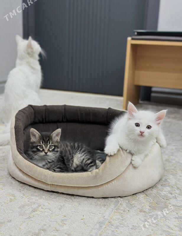 Котята в добрые руки - Aşgabat - img 3