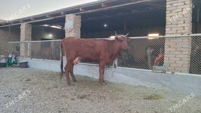 goleli sygyr - Murgap - img 3