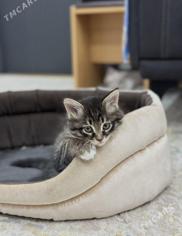 Котята в добрые руки - Aşgabat - img 5