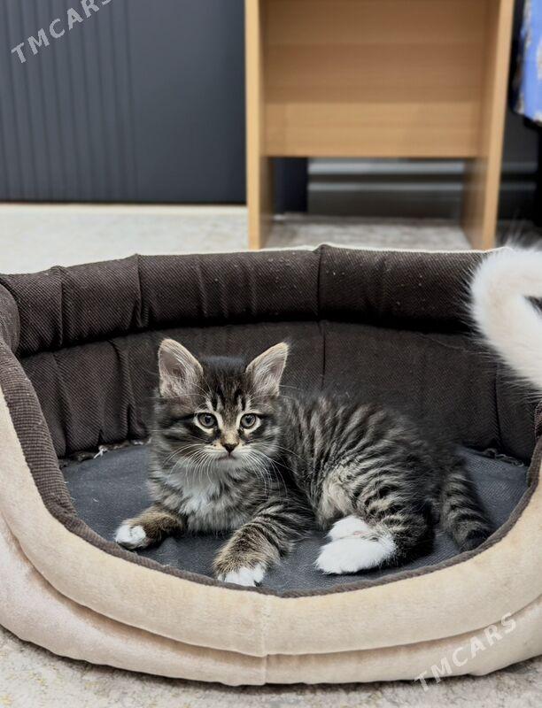 Котята в добрые руки - Aşgabat - img 2