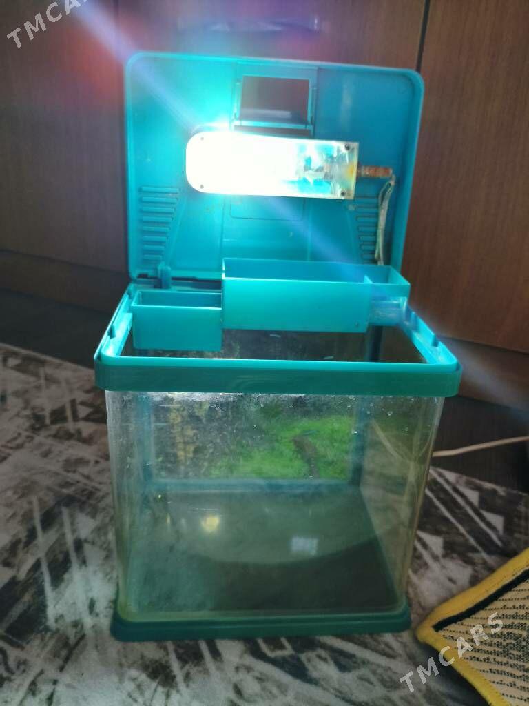 Аквариум - Balkanabat - img 4