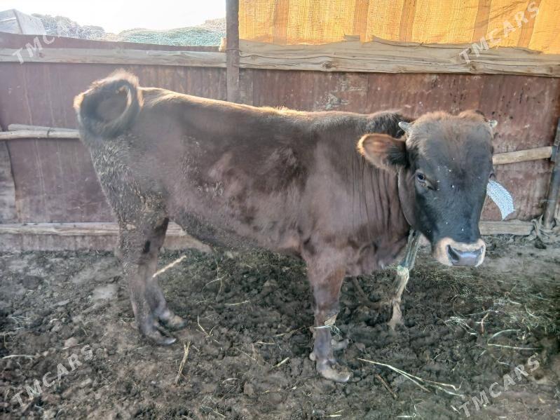 bakylan ökuz . biryarym yasan - Sakarçäge - img 3