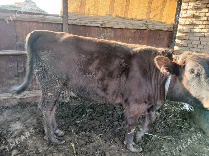 bakylan ökuz . biryarym yasan - Sakarçäge - img 2