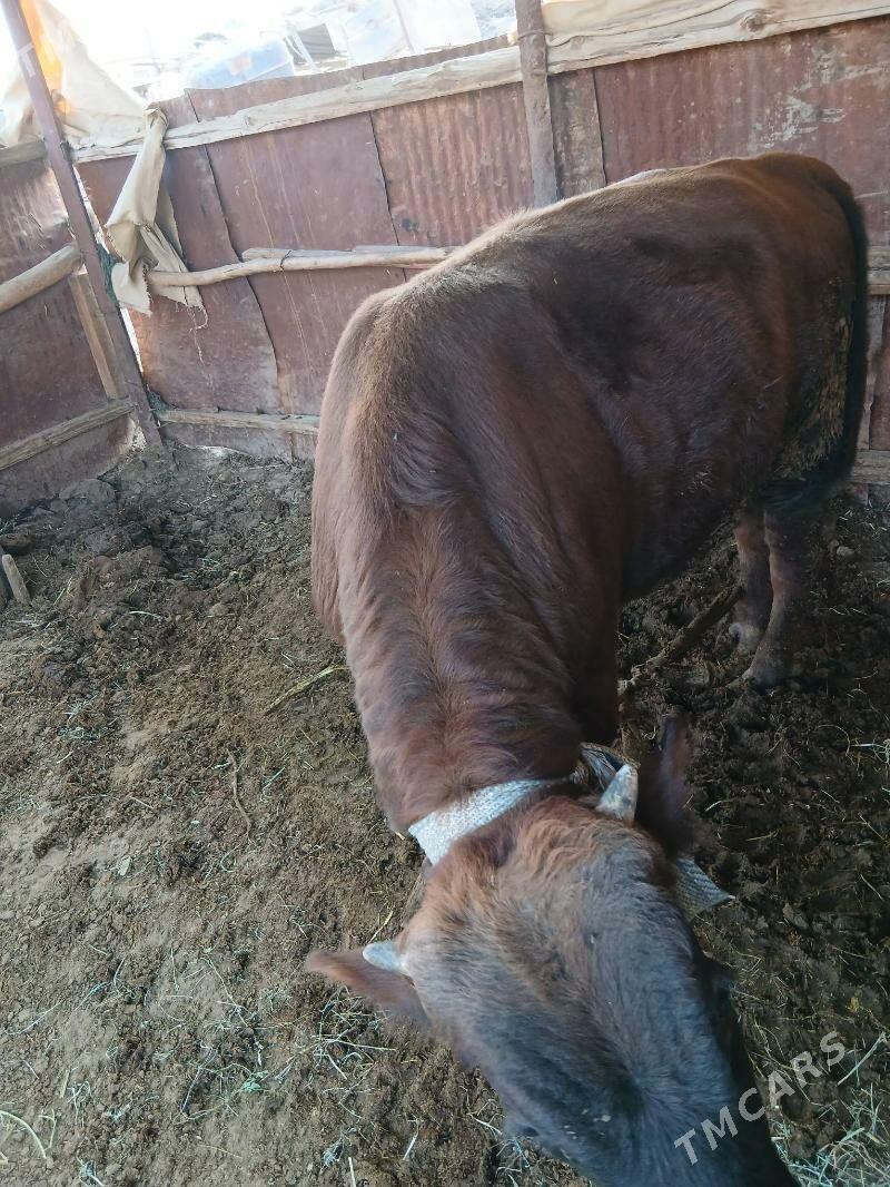 bakylan ökuz . biryarym yasan - Sakarçäge - img 4