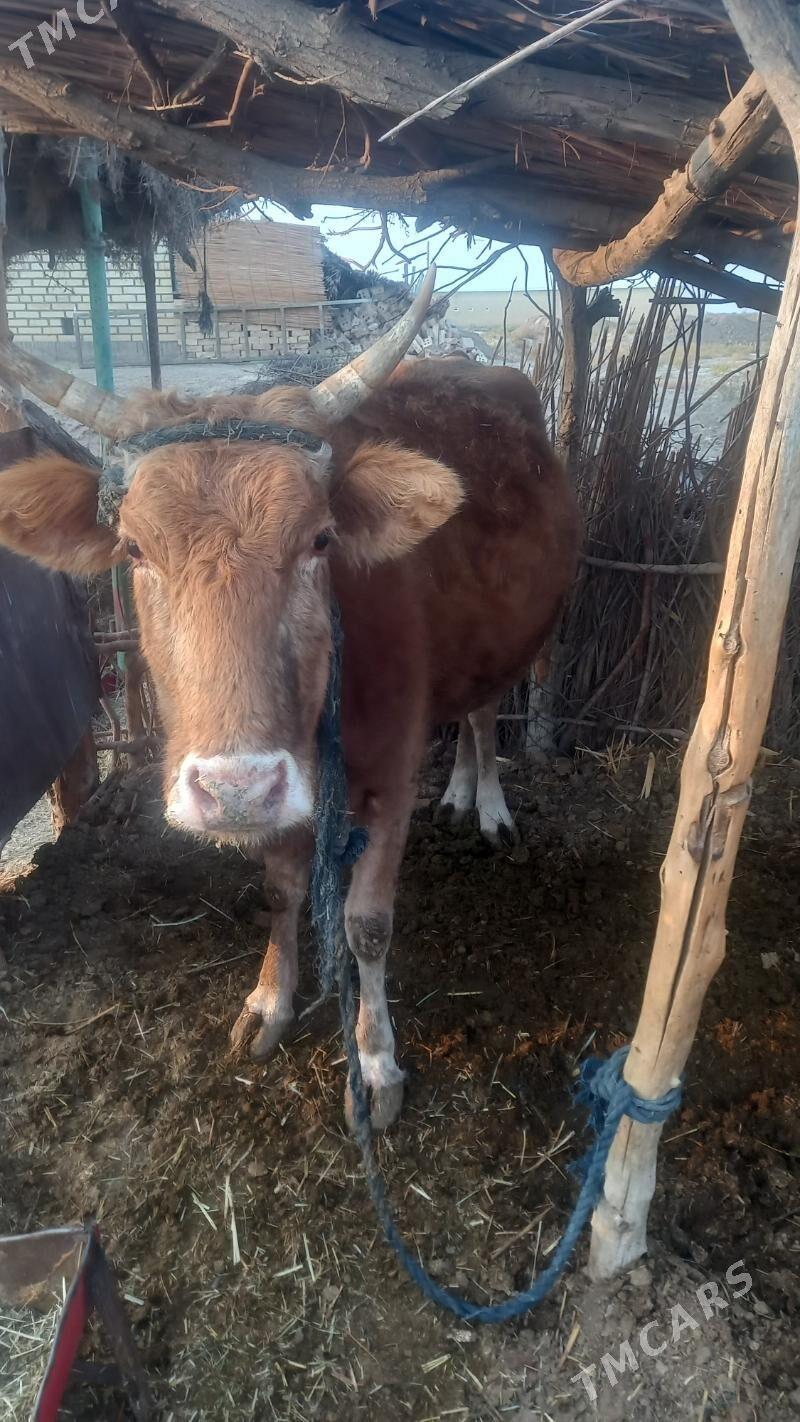 Sygyr - Baýramaly - img 1