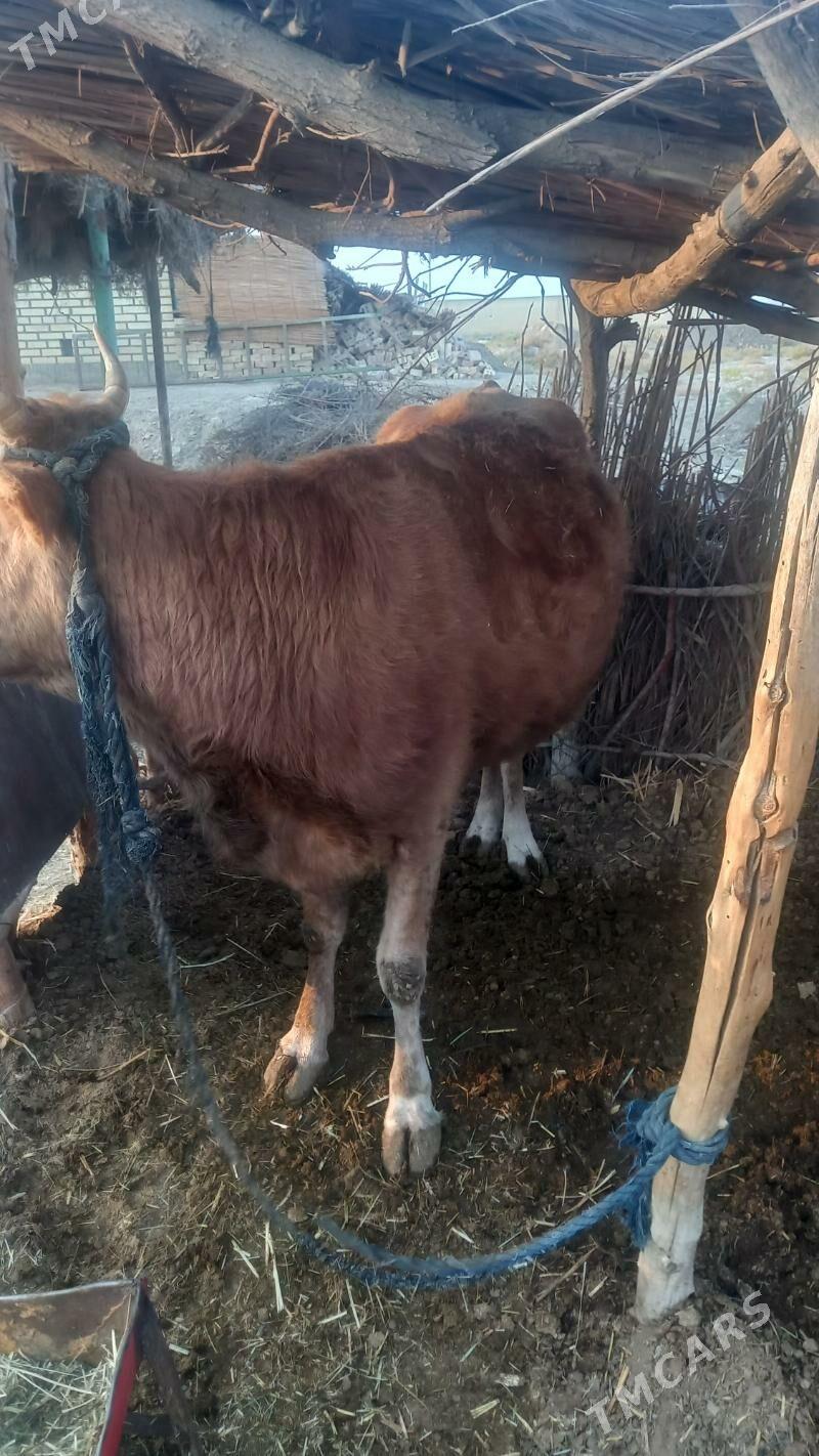 Sygyr - Baýramaly - img 2