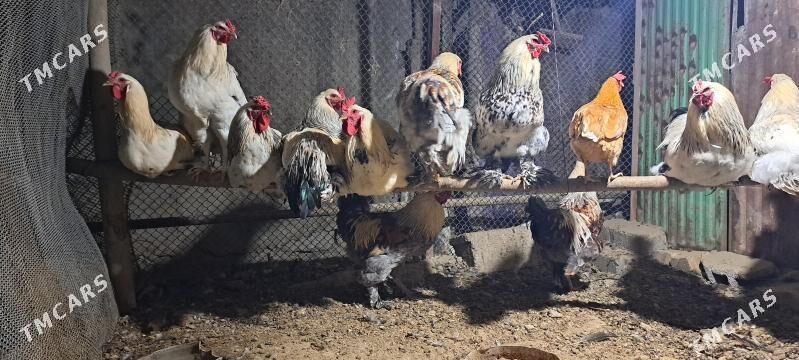 Brama Horazlar - Gökdepe - img 2