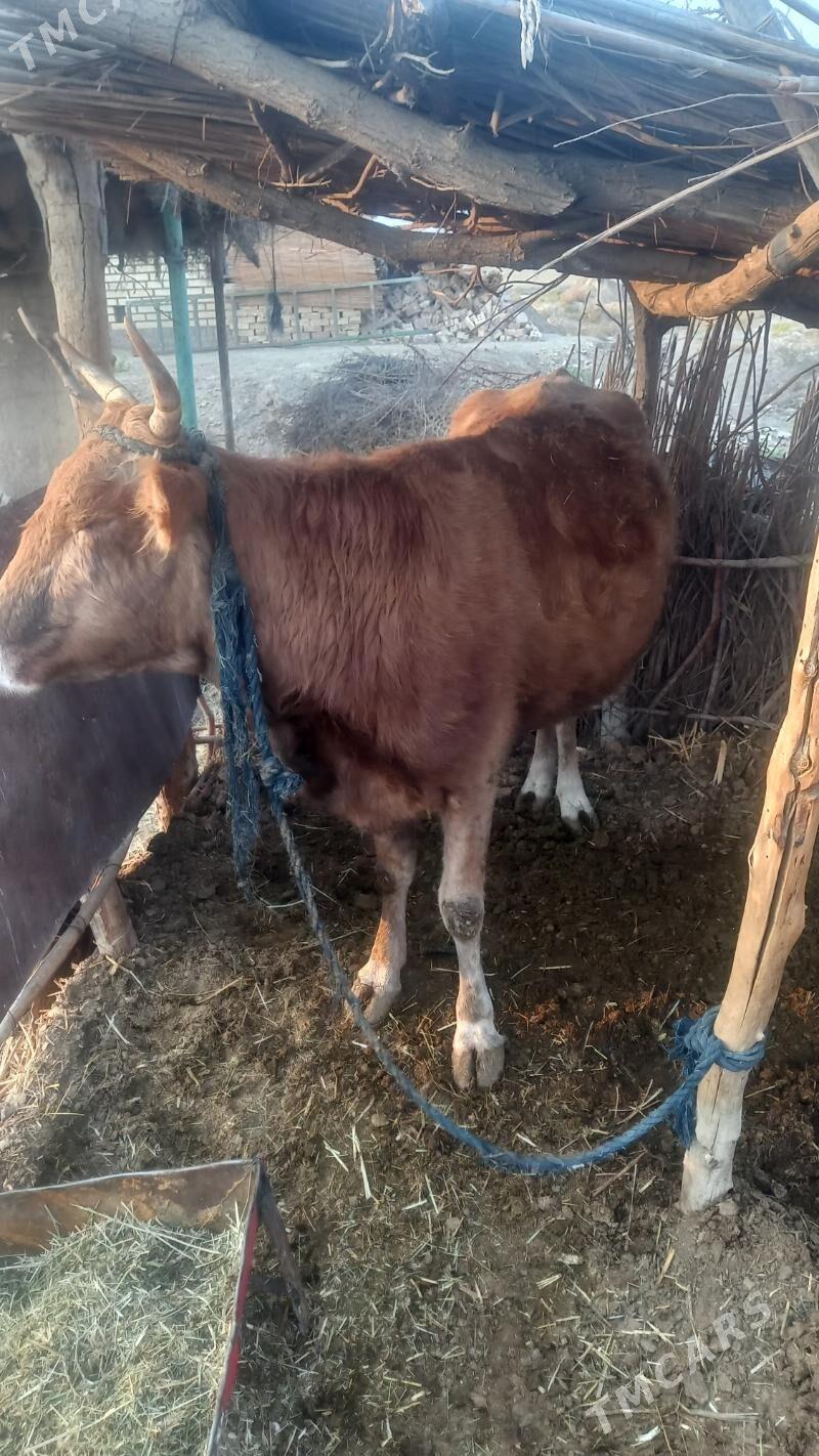 Sygyr - Baýramaly - img 4