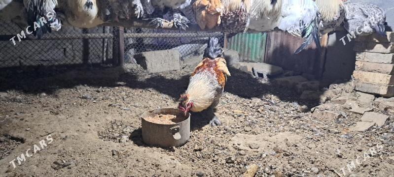 Brama Horazlar - Gökdepe - img 3