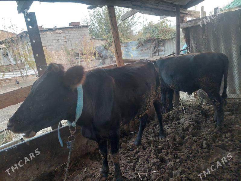 sygyr - Гёкдже - img 3