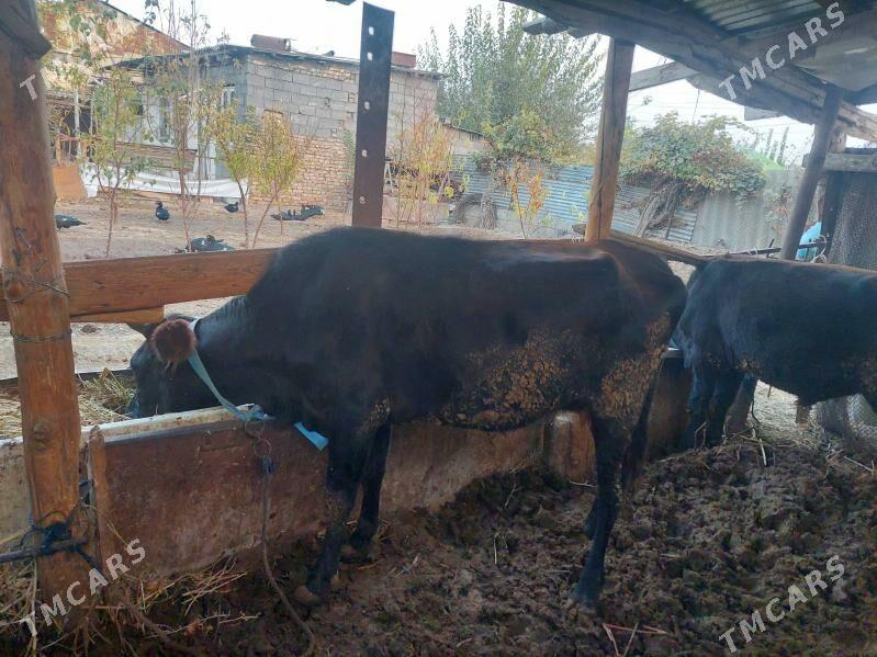 sygyr - Гёкдже - img 2