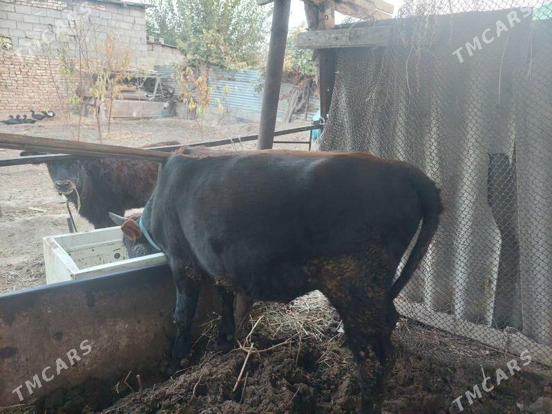 okuzce - Gökje - img 2