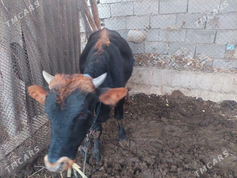 okuzce - Gökje - img 3