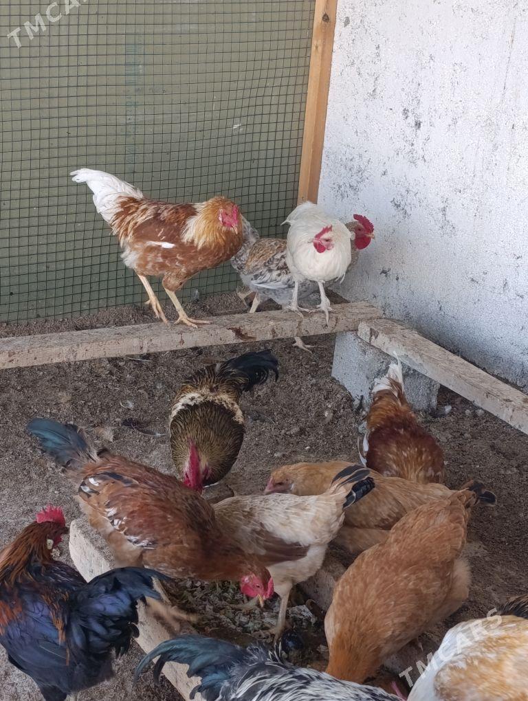 horazlar - Gökdepe - img 3