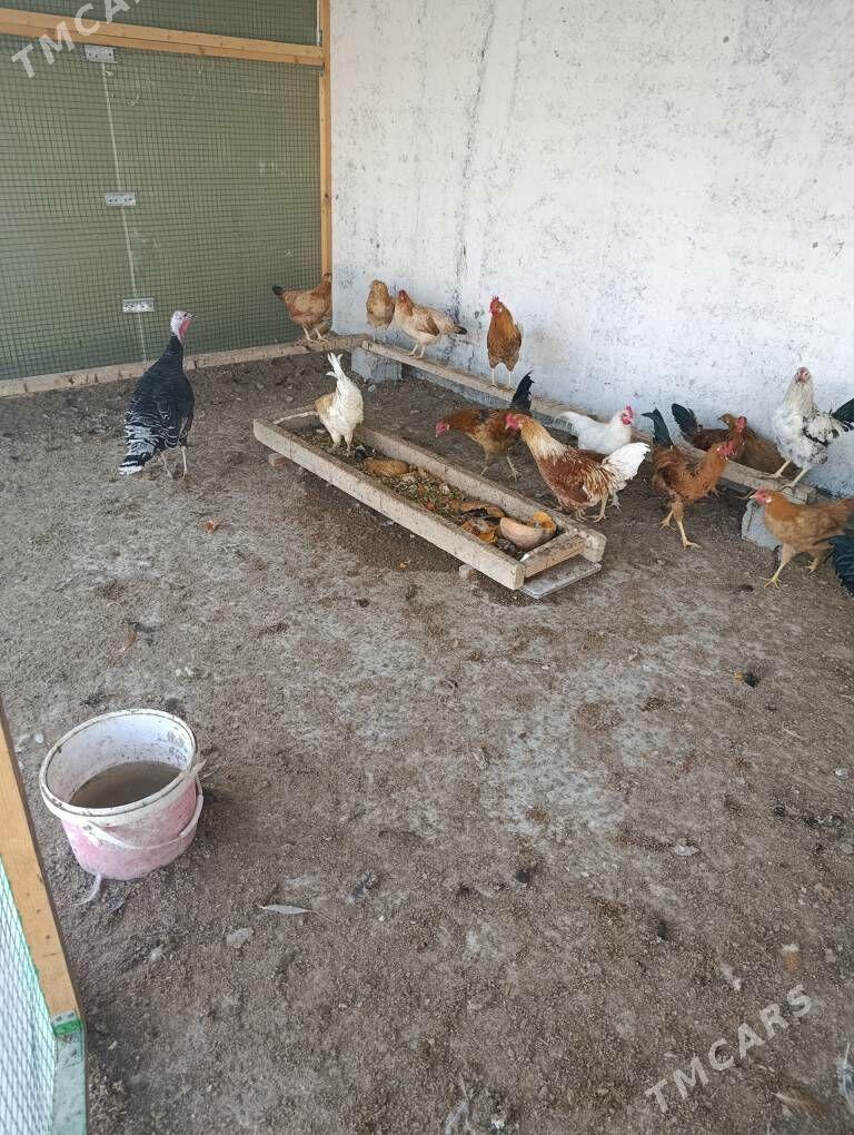 horazlar - Gökdepe - img 4