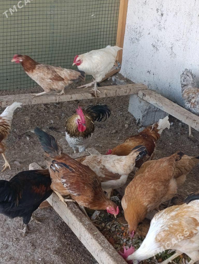 horazlar - Gökdepe - img 2