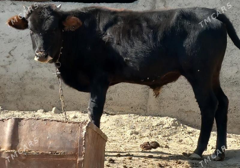 okuz - Änew - img 4