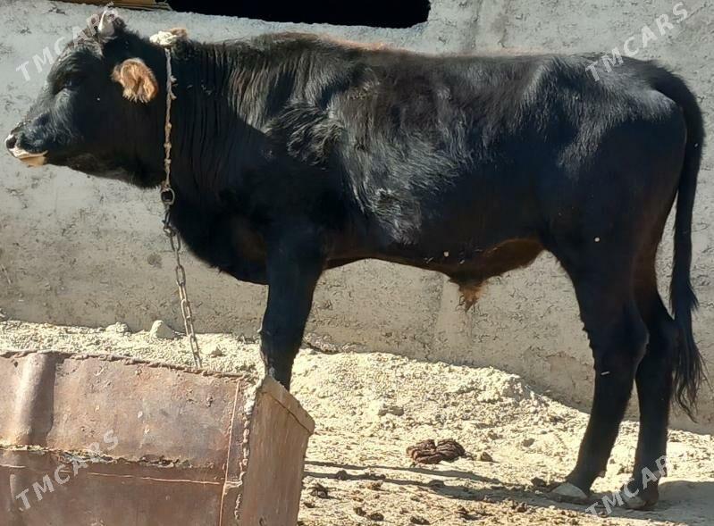 okuz - Änew - img 3