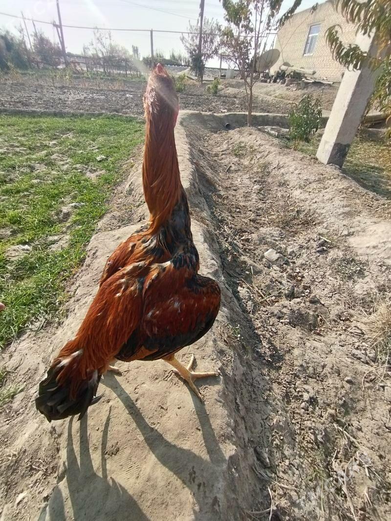 Bayes - Dänew - img 1