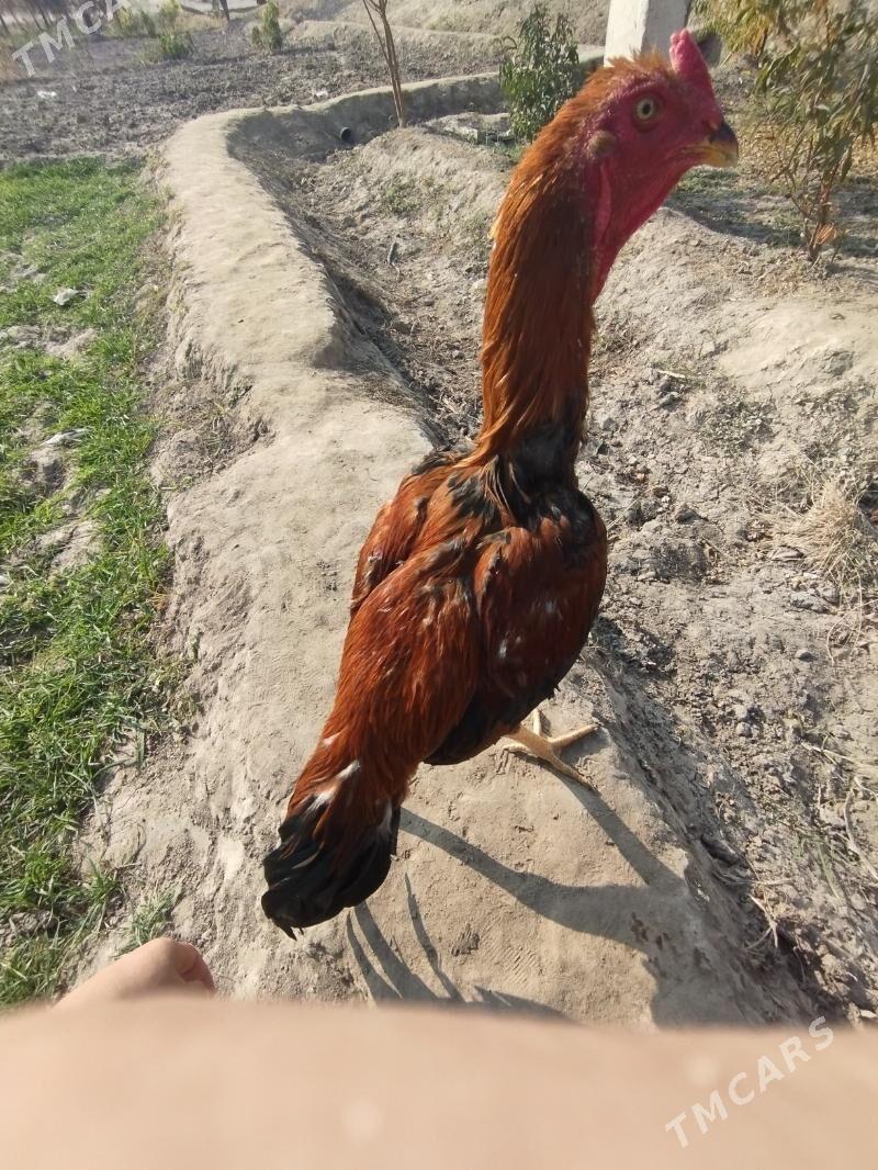 Bayes - Dänew - img 2