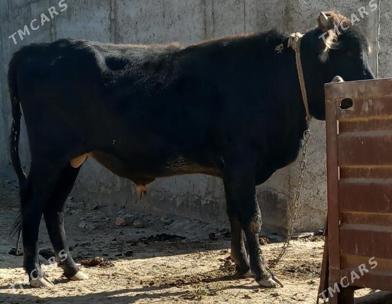 okuz - Änew - img 5