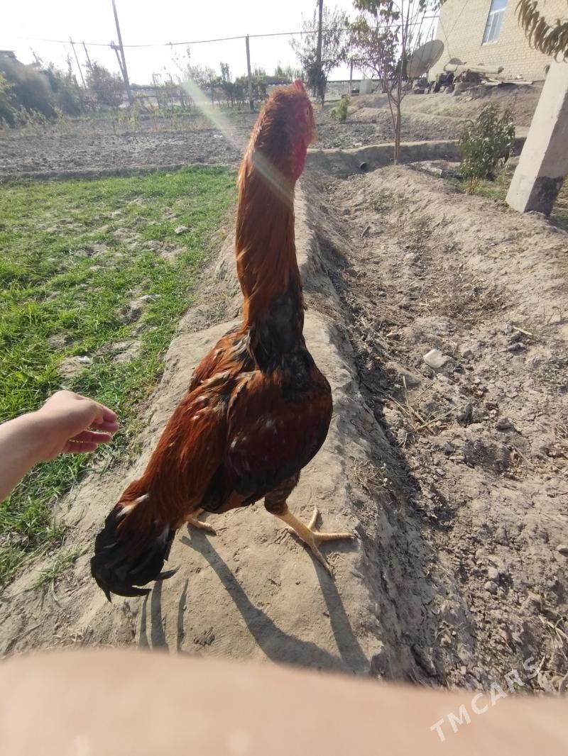 Bayes - Dänew - img 4