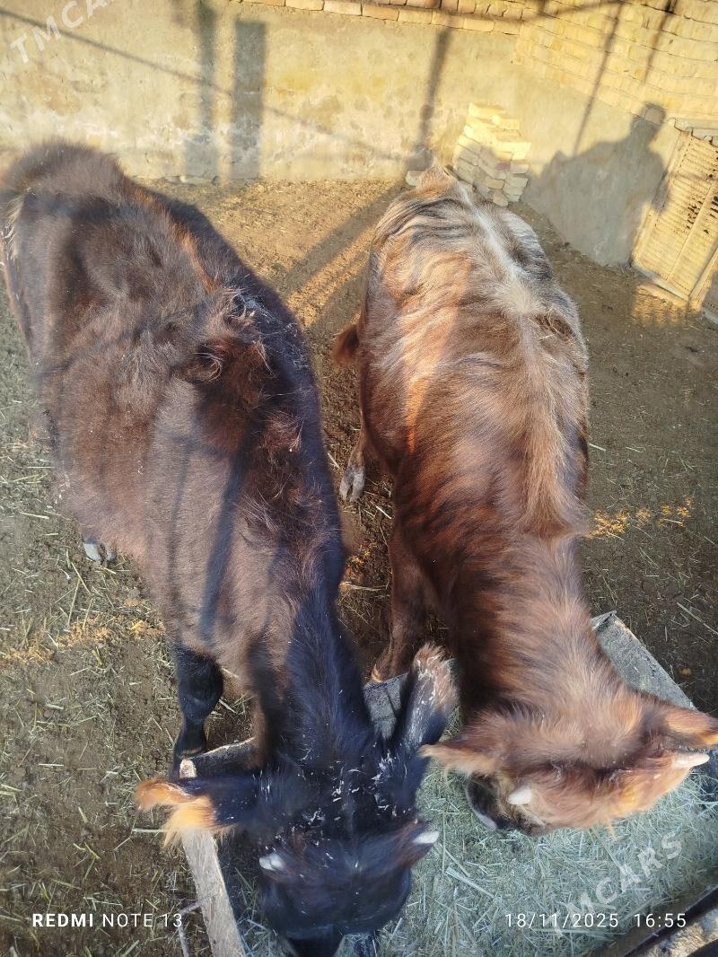 Düýe öküz - Bereket - img 4