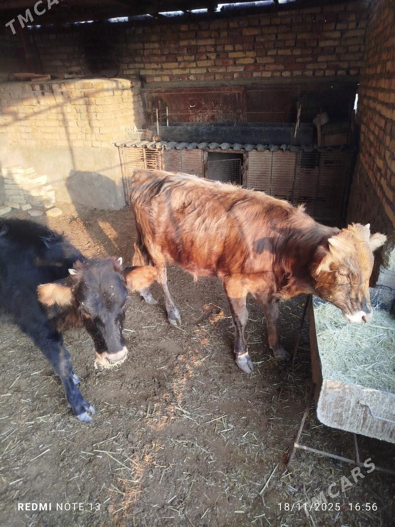 Düýe öküz - Bereket - img 3