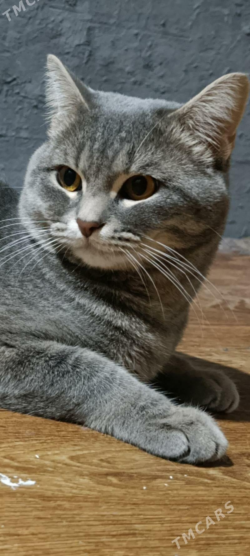 британские котята - Aşgabat - img 2