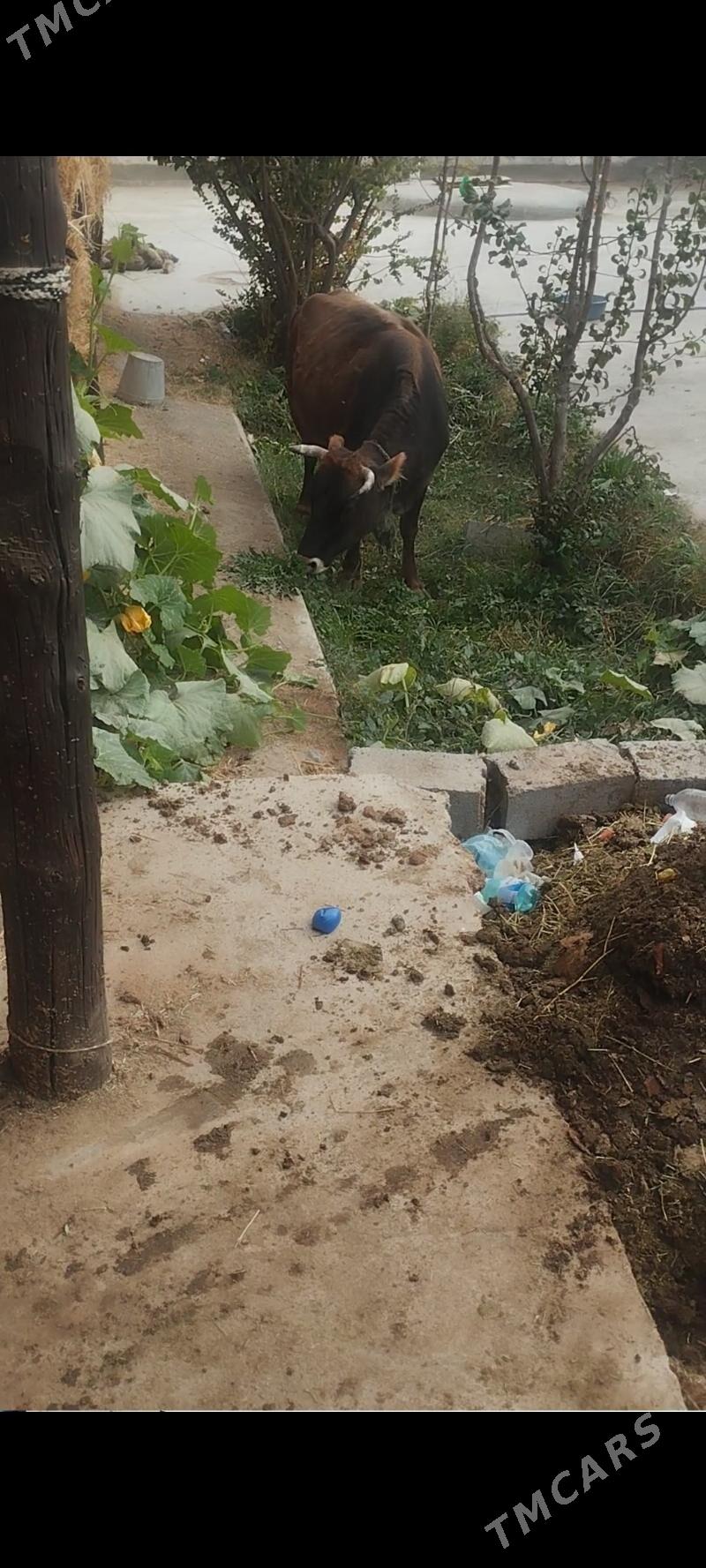 göleli sygyr - Bäherden - img 3