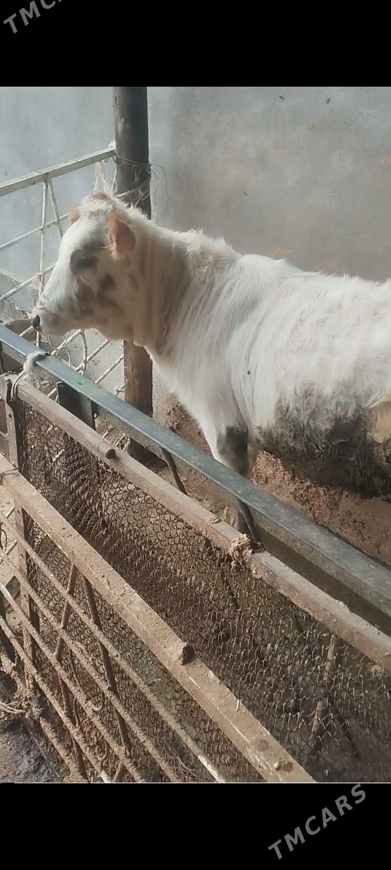 göleli sygyr - Bäherden - img 5