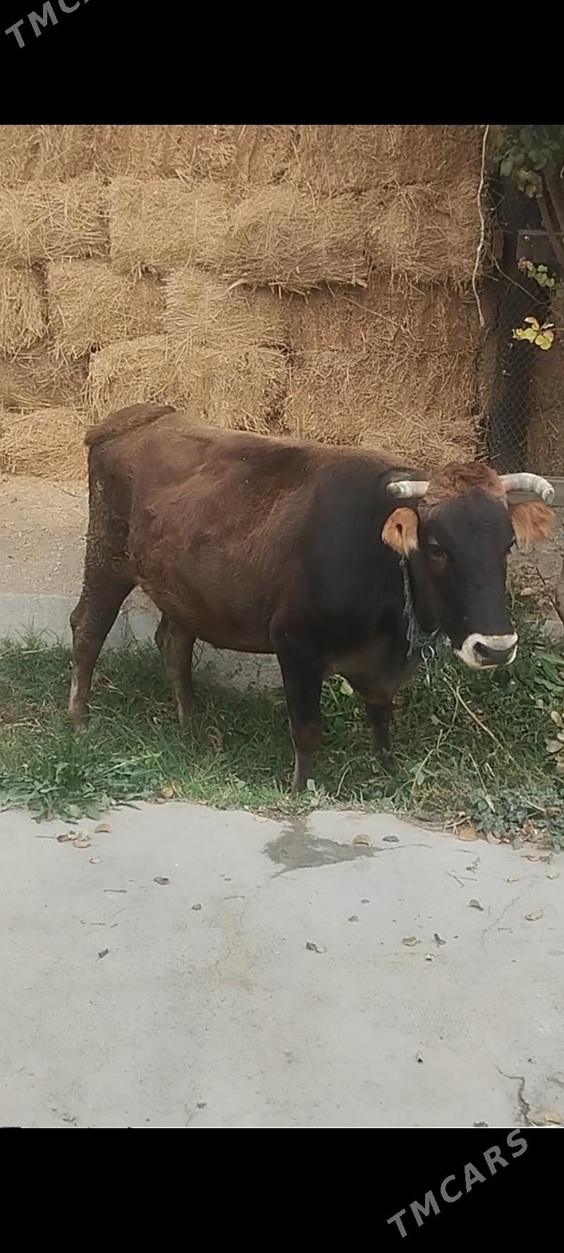 göleli sygyr - Bäherden - img 2