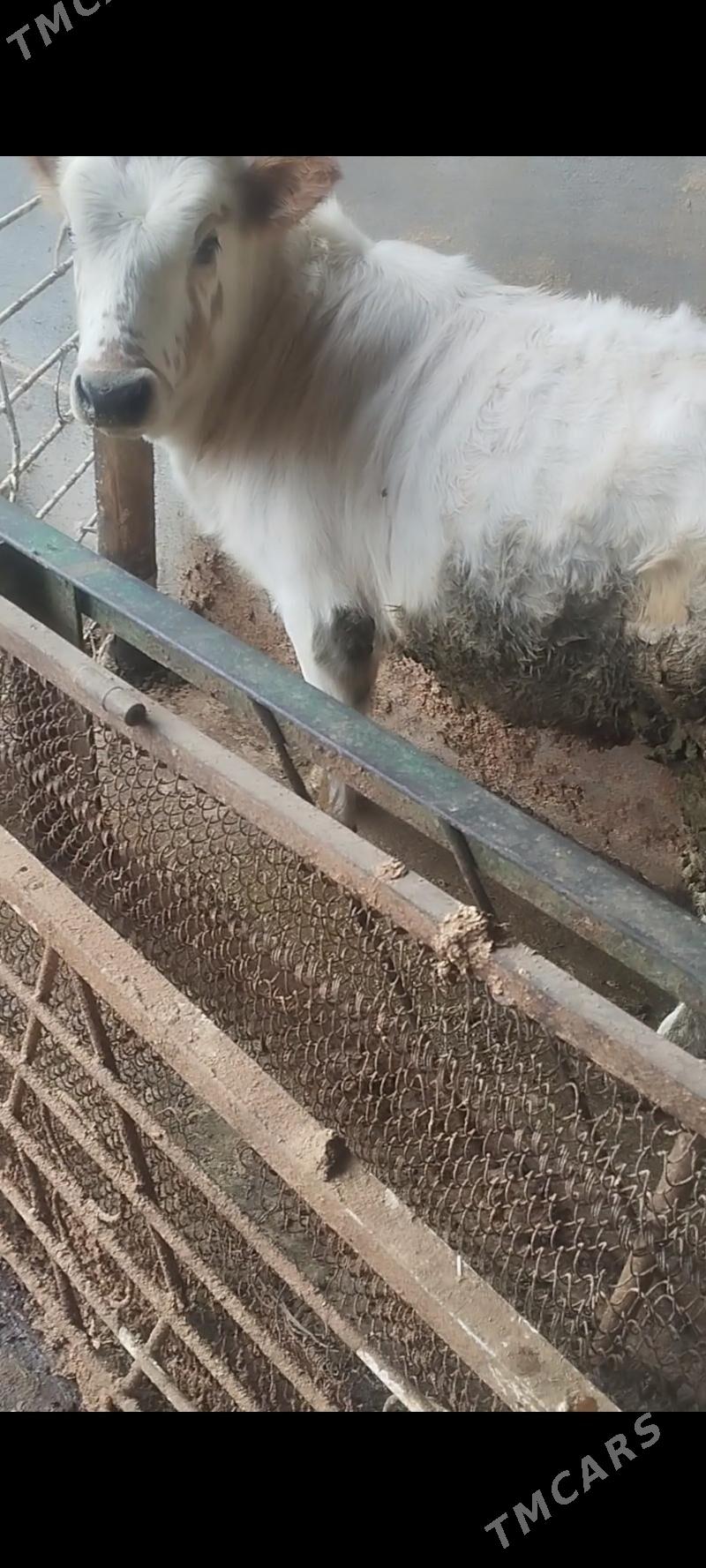 göleli sygyr - Bäherden - img 6