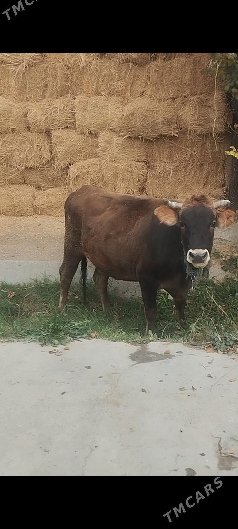 göleli sygyr - Bäherden - img 4