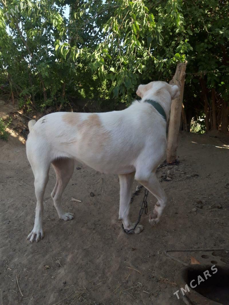 Maşa - Mary - img 3