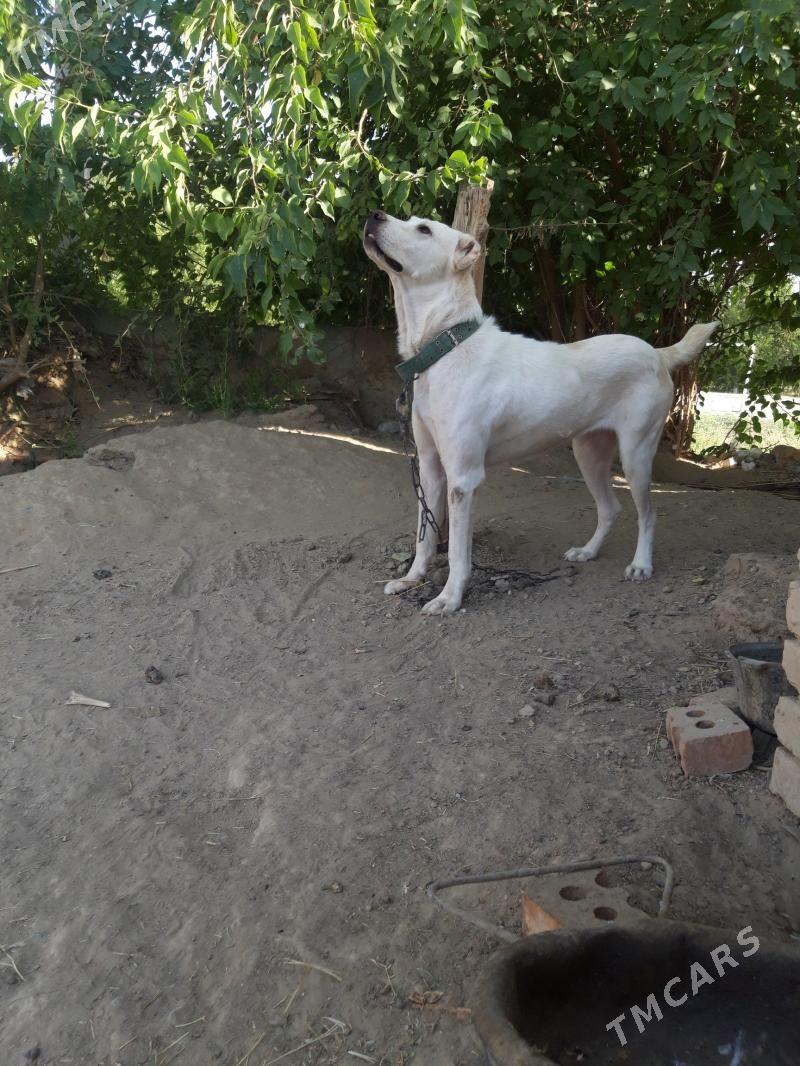 Maşa - Mary - img 4