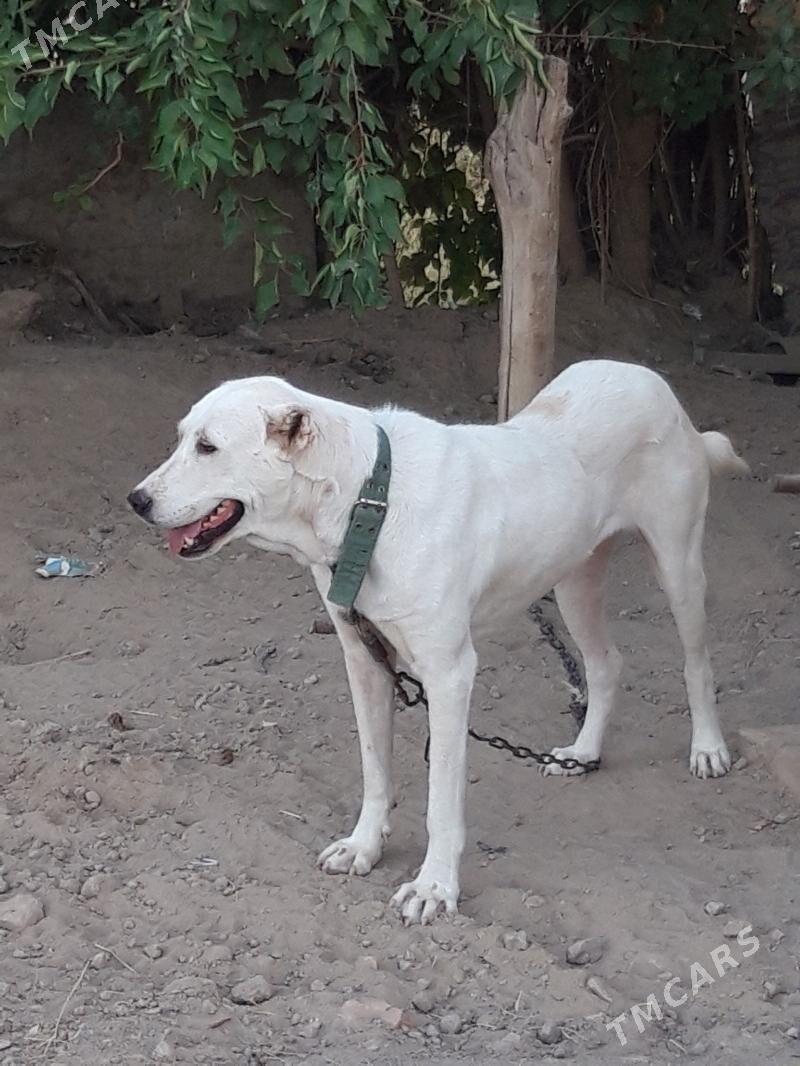 Maşa - Mary - img 2