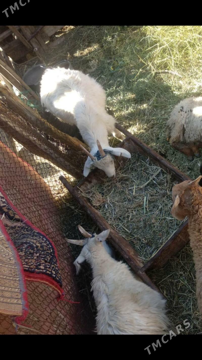 GECI CEBIS 3SANY - Мары - img 2