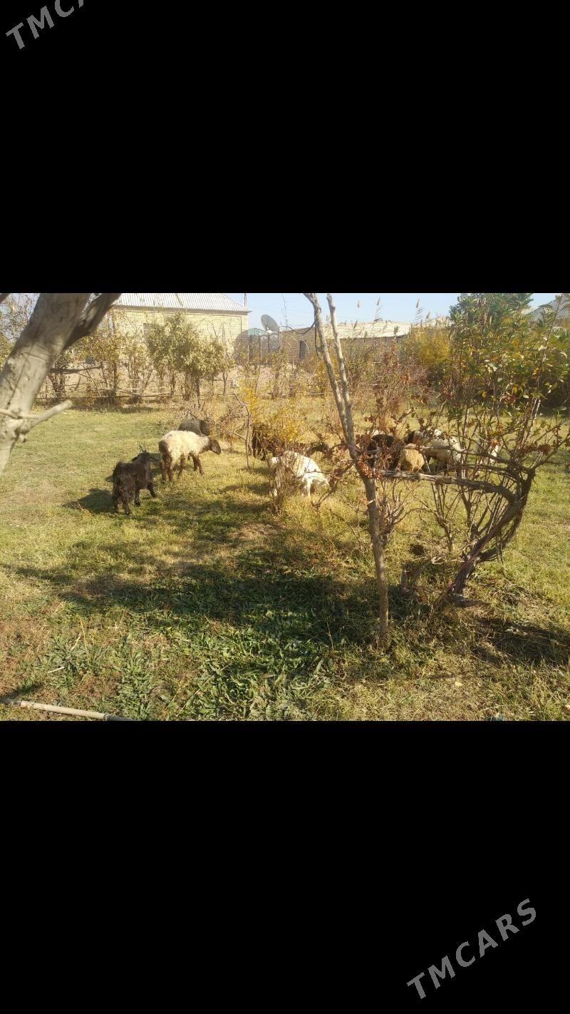 TOKLY GOYUN CEBIS - Мары - img 6