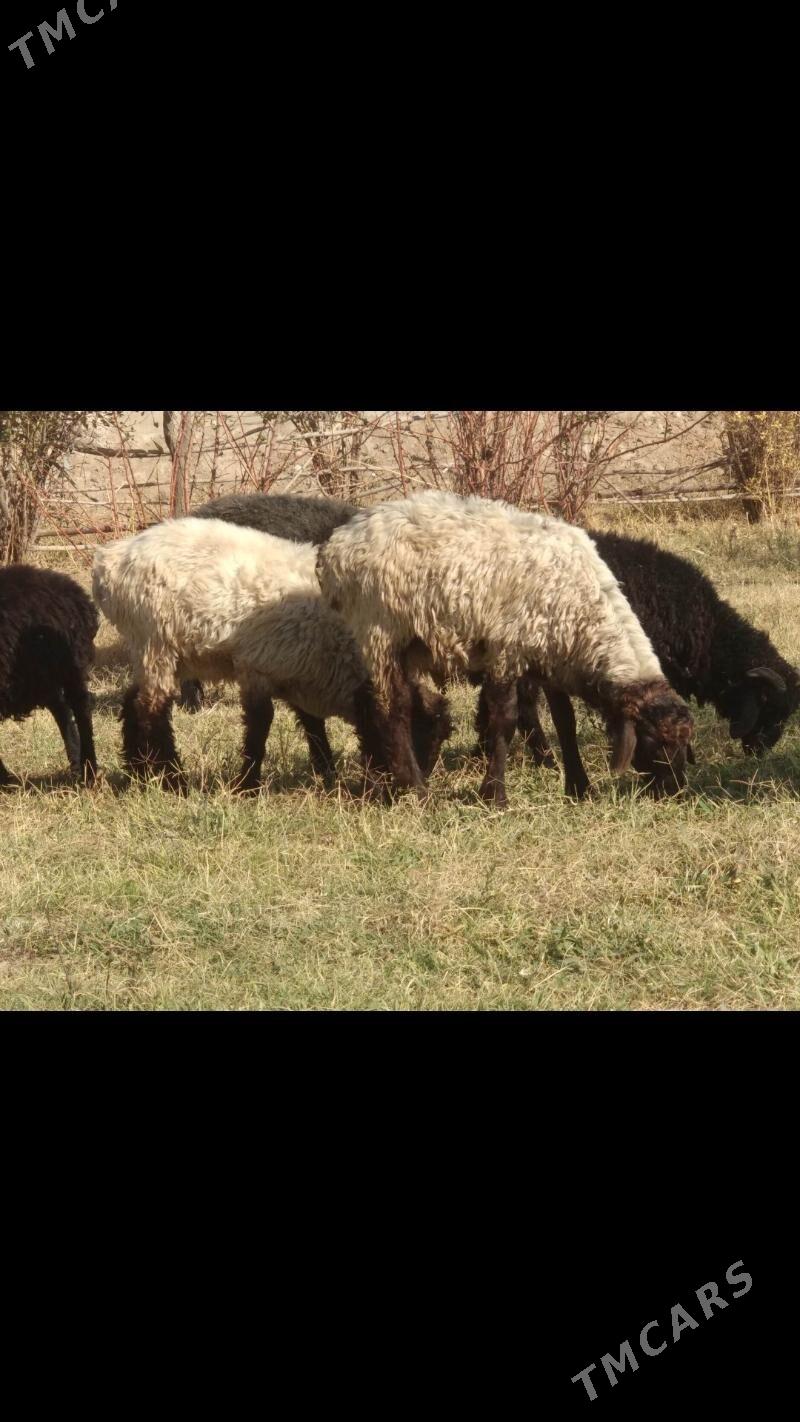 TOKLY GOYUN CEBIS - Мары - img 4